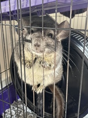 Chinchilla