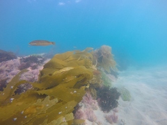 Halichoeres semicinctus