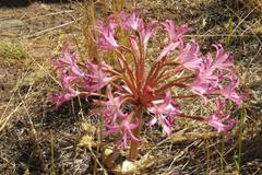Brunsvigia bosmaniae