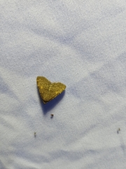 Idia diminuendis