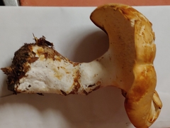 Hydnum subolympicum