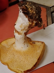 Hydnum subolympicum