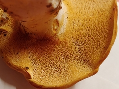 Hydnum subolympicum