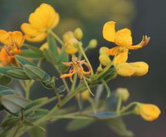 Senna corymbosa