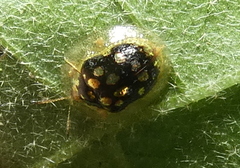 Plagiometriona microcera