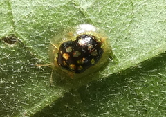 Plagiometriona microcera