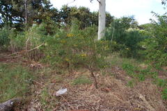 Senna corymbosa