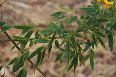 Senna corymbosa