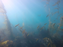 Halichoeres californicus