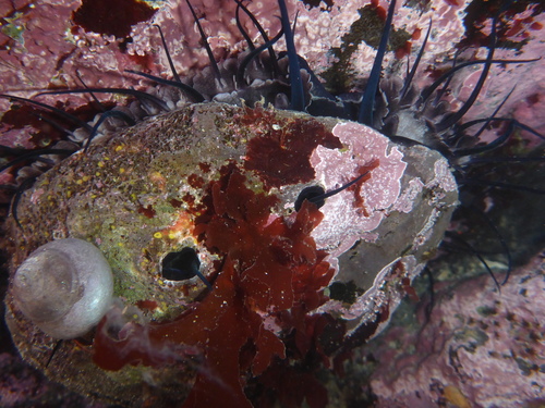 Red Abalone