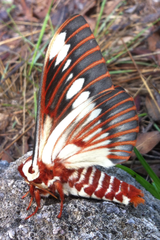 Citheronia splendens sinaloensis