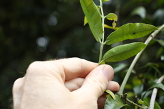 Melodinus acutiflorus
