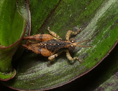 Eujivarus meridionalis