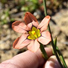 Moraea vallisbelli