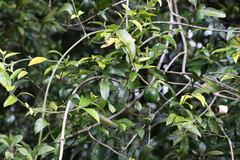 Melodinus acutiflorus