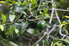 Melodinus acutiflorus