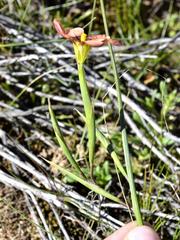 Moraea vallisbelli