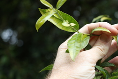 Melodinus acutiflorus