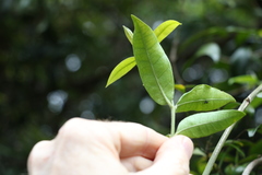 Melodinus acutiflorus