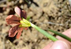 Moraea vallisbelli