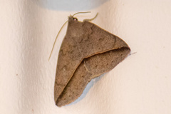Argyrostrotis flavistriaria