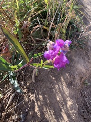 Penstemon strictus