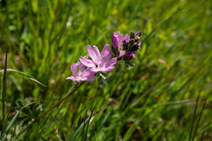 Sidalcea malviflora