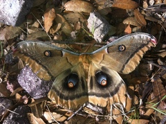 Antheraea oculea