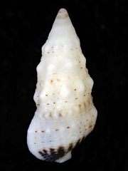 Cerithium egenum
