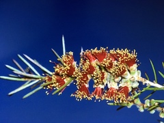 Melaleuca brachyandra