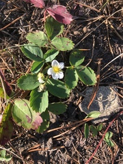 Fragaria virginiana glauca