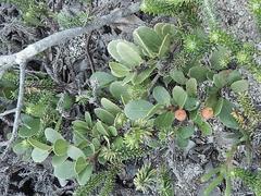 Maytenus procumbens