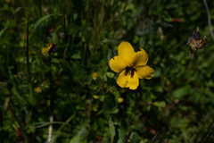 Viola pedunculata