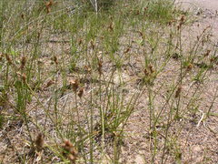 Carex duriuscula duriuscula