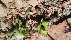 Ledebouria inquinata