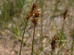 Carex duriuscula duriuscula
