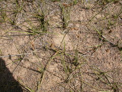 Carex duriuscula duriuscula