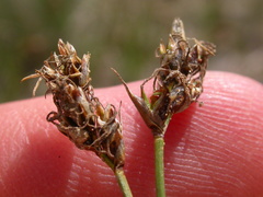 Carex duriuscula duriuscula