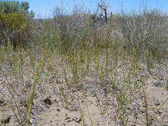Carex duriuscula duriuscula