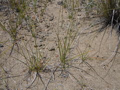 Carex duriuscula duriuscula