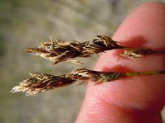Carex duriuscula duriuscula
