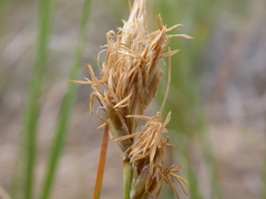 Carex duriuscula duriuscula