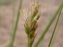Carex duriuscula duriuscula