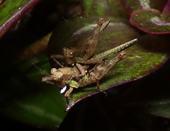 Scaria