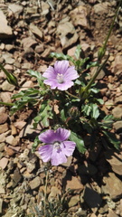 Monsonia burkeana