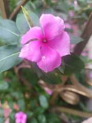 Catharanthus roseus