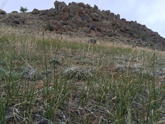 Carex duriuscula duriuscula