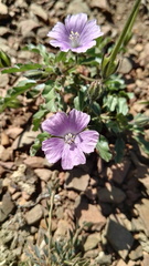 Monsonia burkeana