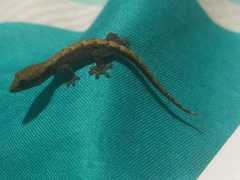 Lepidodactylus lugubris