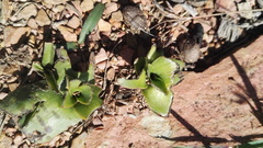 Ledebouria inquinata